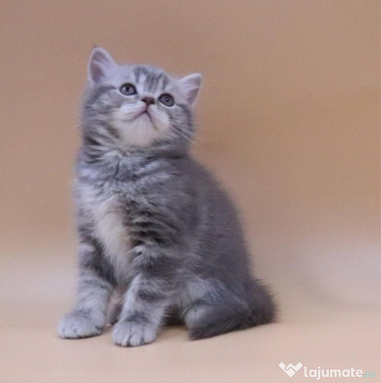 British shorthair băieței și fetițe