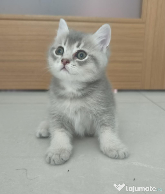 British shorthair puiuți