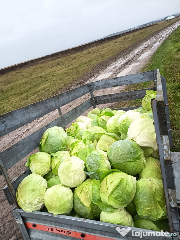 Varză de Buzău sămânță de Agrosel