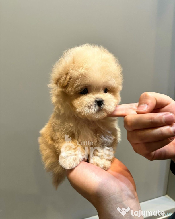 Maltipoo poodle mini toy
