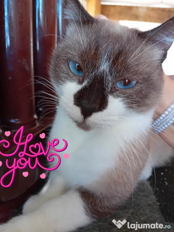 Adoptie pisici birmaneze