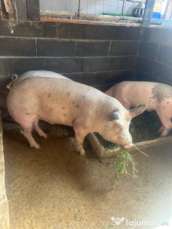 Porci crescuți bio
