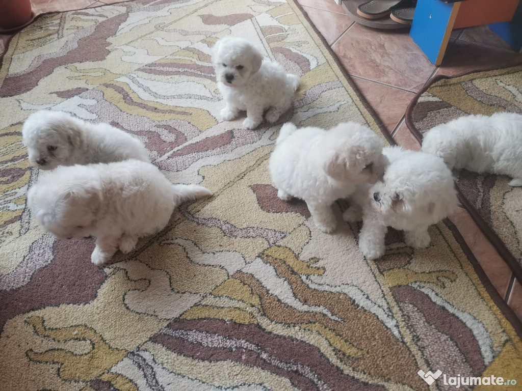 Catei de companie bichon maltez