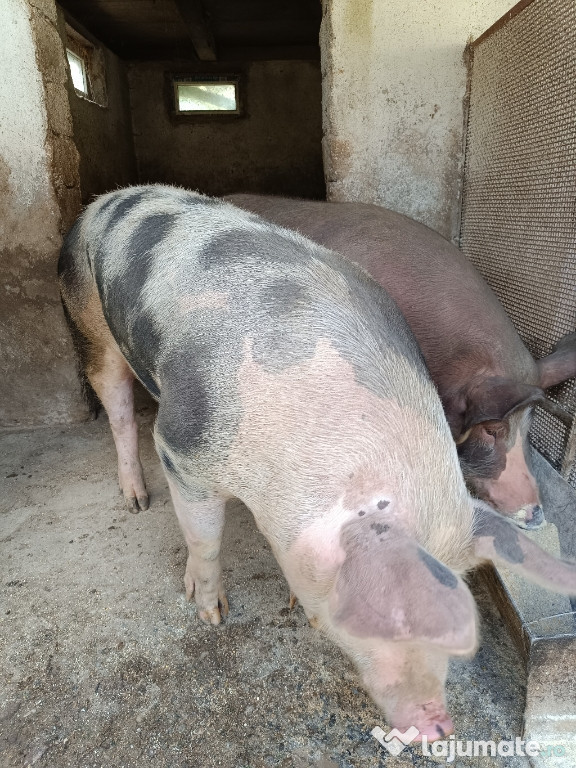 Vând porci pentru sacrificat!