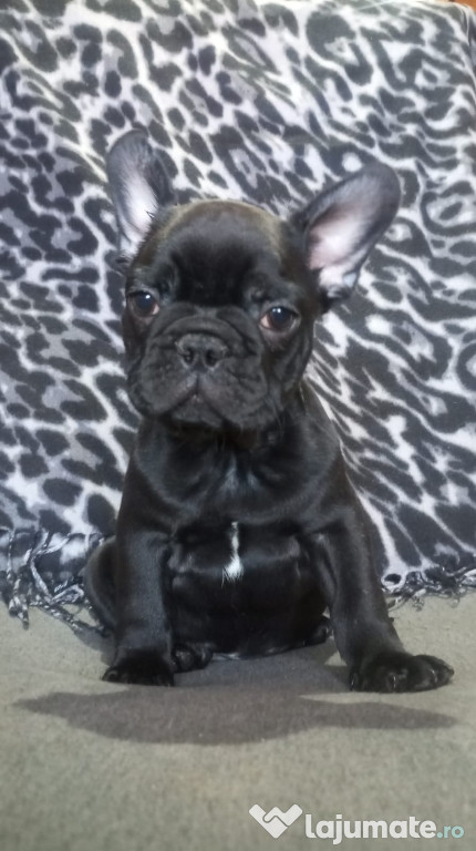 Bulldog francez mascul