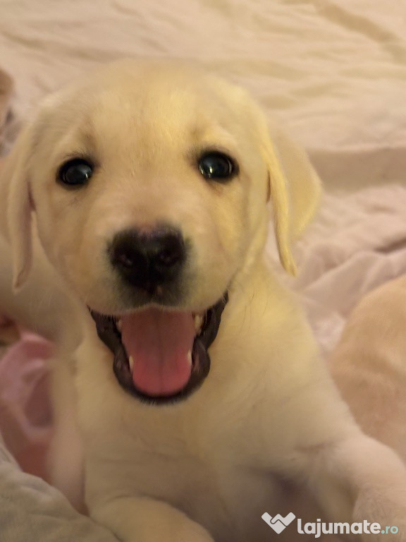 Pui labrador cu pedigree FCI