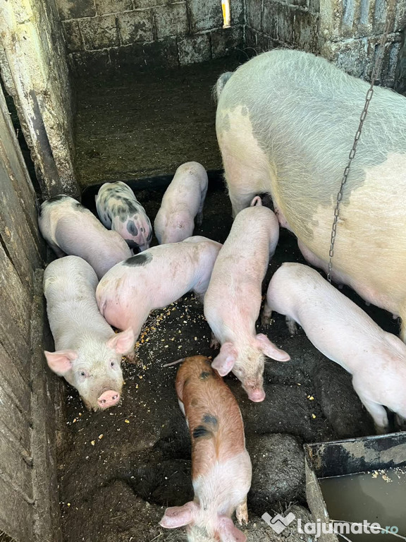 Vand purcei frumosi și mancaciosi