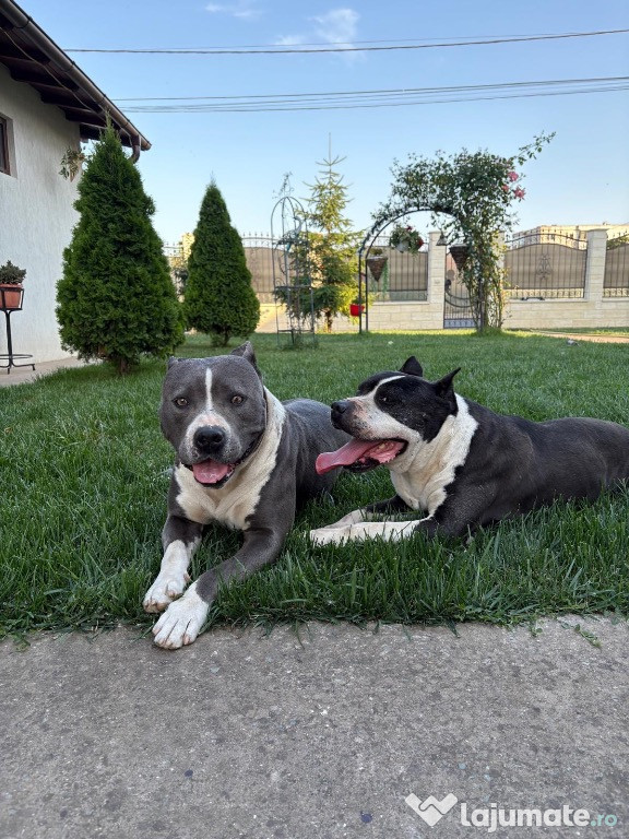 Pui Amstaff de vanzare