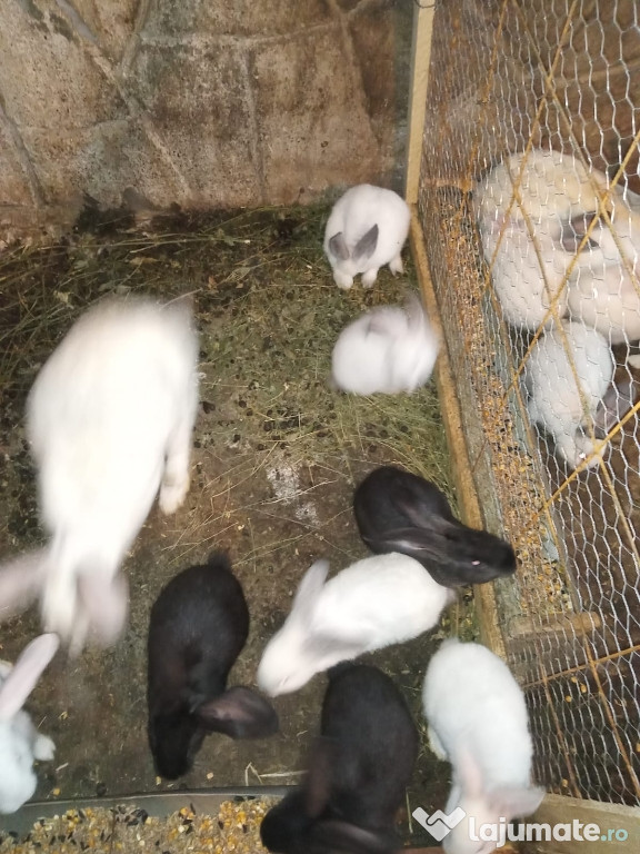 Vând iepuroaice cu pui