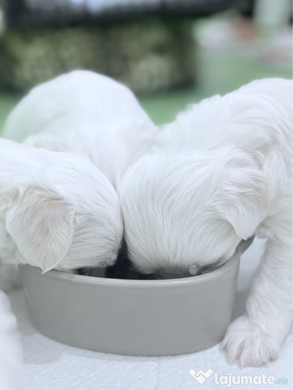 ❕Atenție❕Puiuții mei își caută o familie iubitoare????