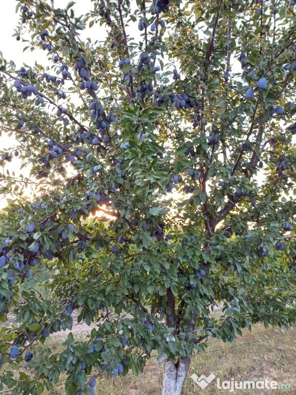 Tuica 100% pruna 43 de grade