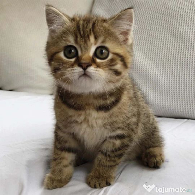 British shorthair pisoiasi