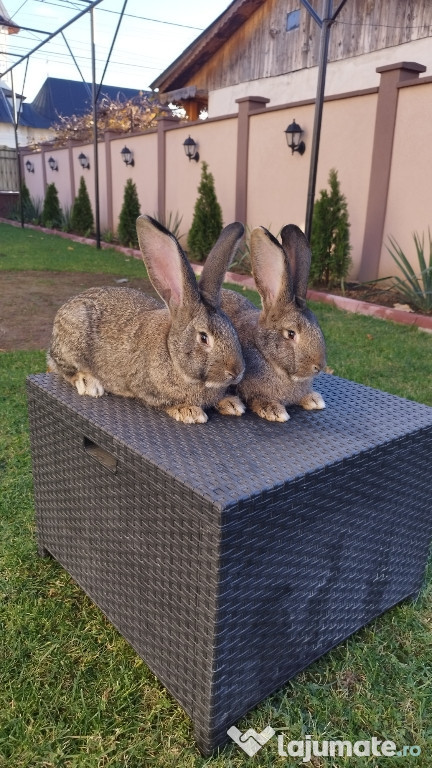 Iepuri Uriaș German