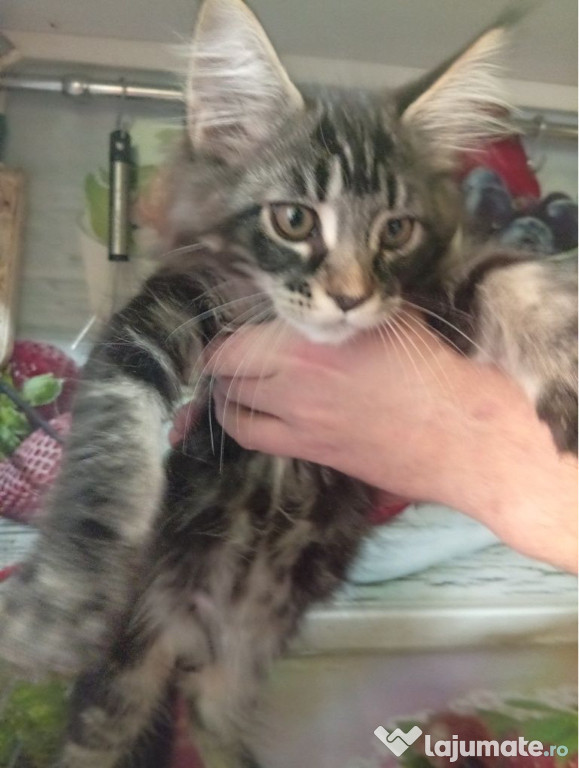 Maine coon băieței și fetițe