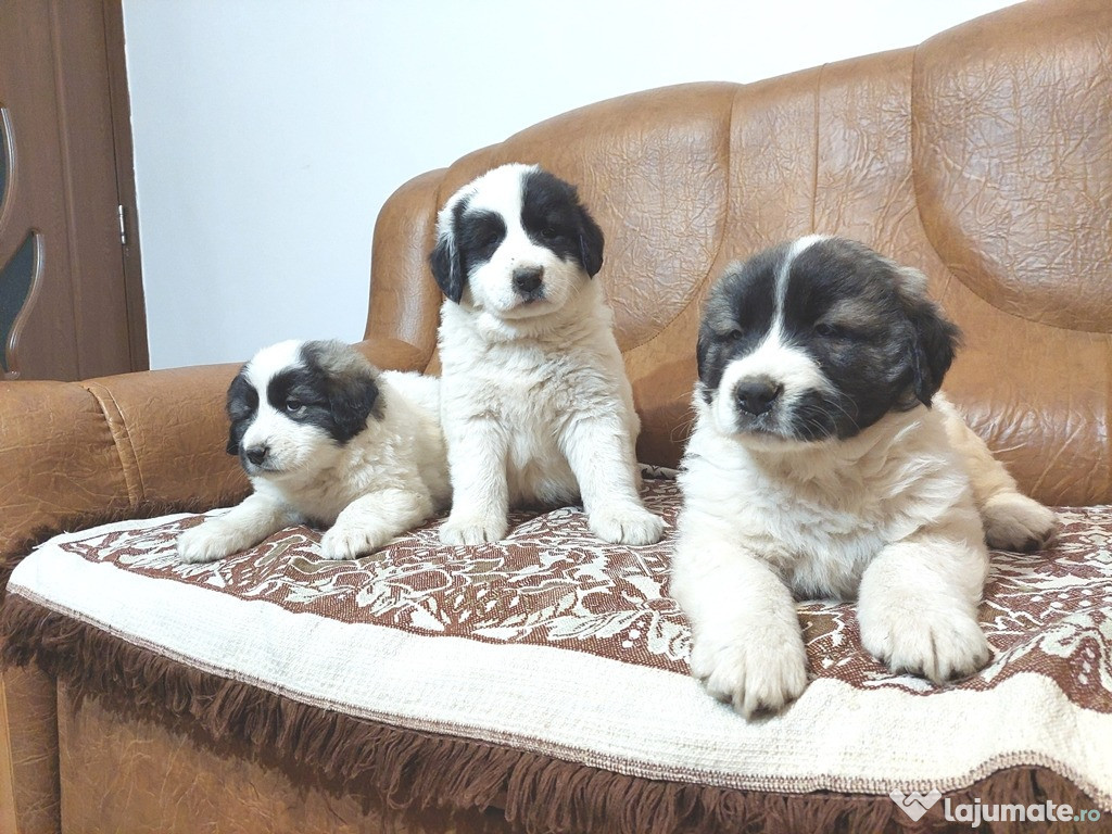 Pui Ciobanesc Romanescc De Bucovina