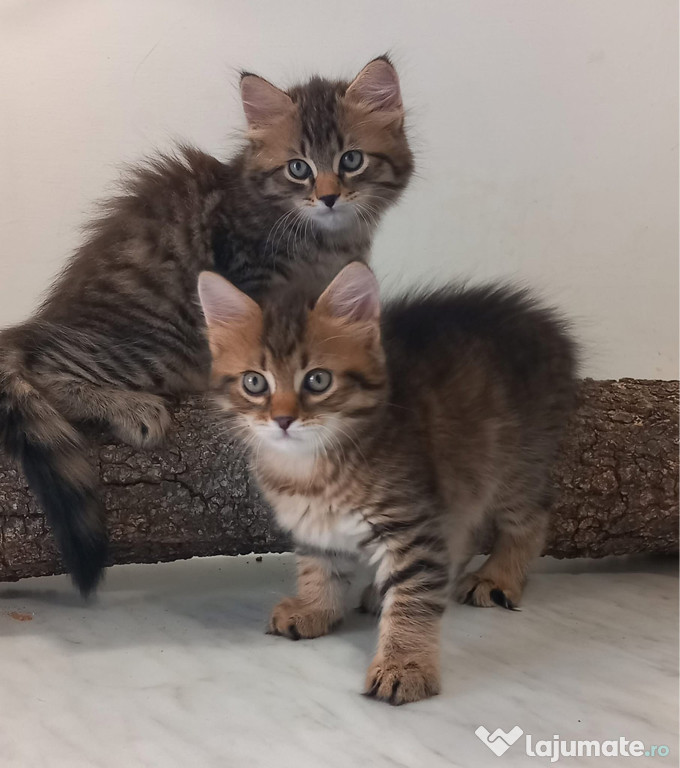 Norvegiana de pădure pui