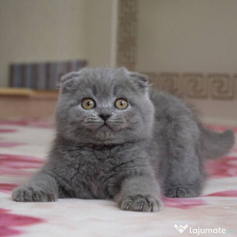 Scottish fold blue