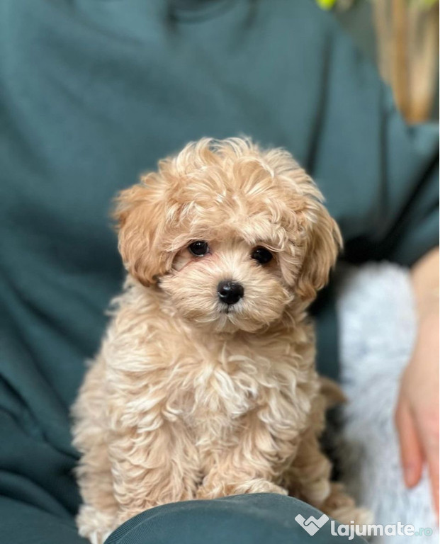 Maltipoo puiuți superbi