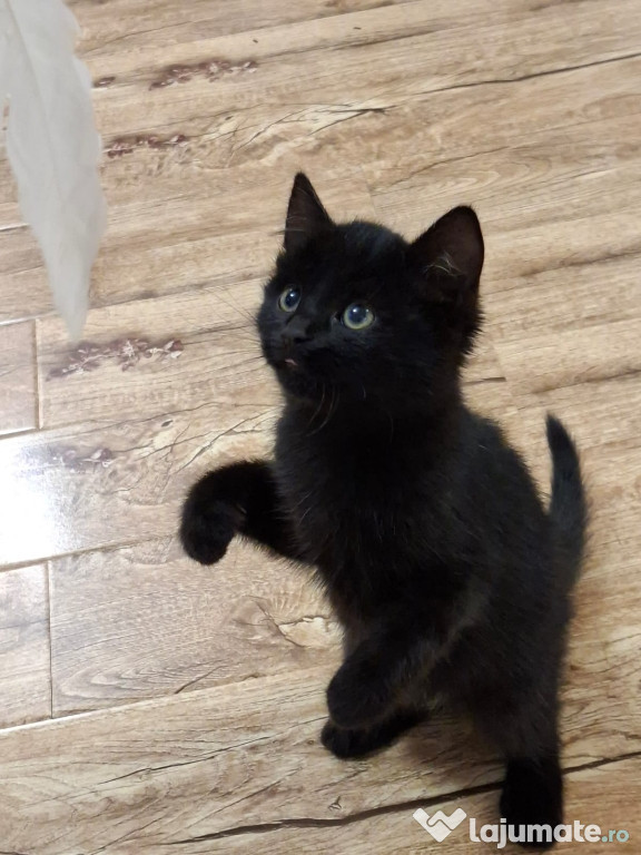 British shorthair Bleack