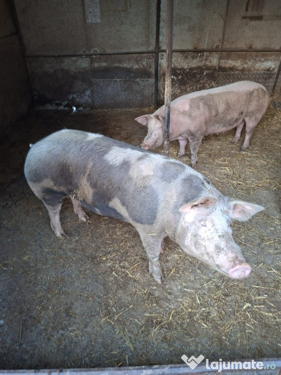 Porci pentru Craciun