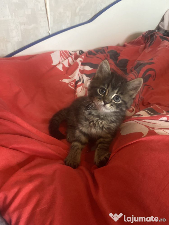 Norvegiana de pădure