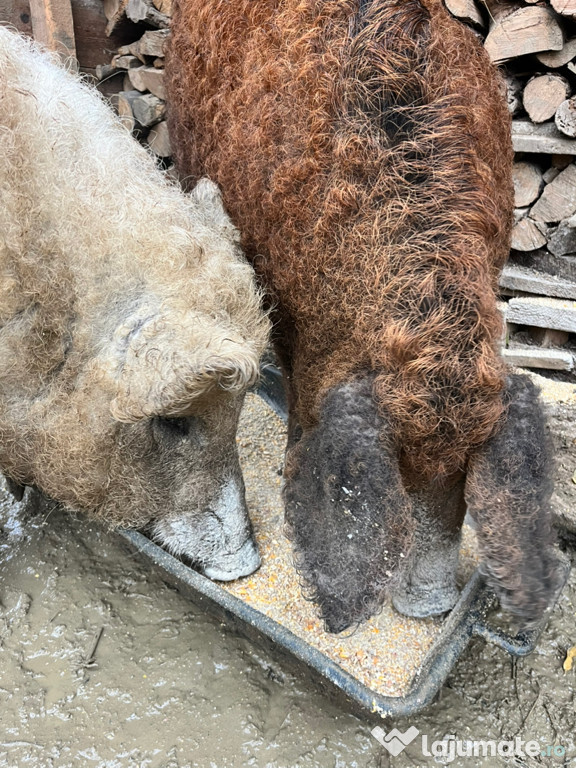 15 purceluși Mangaliță