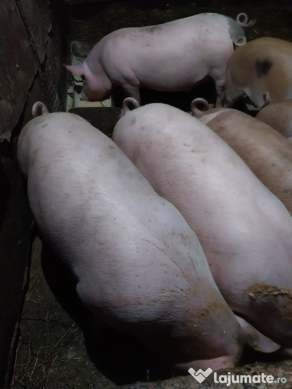 Porci crescuți natural