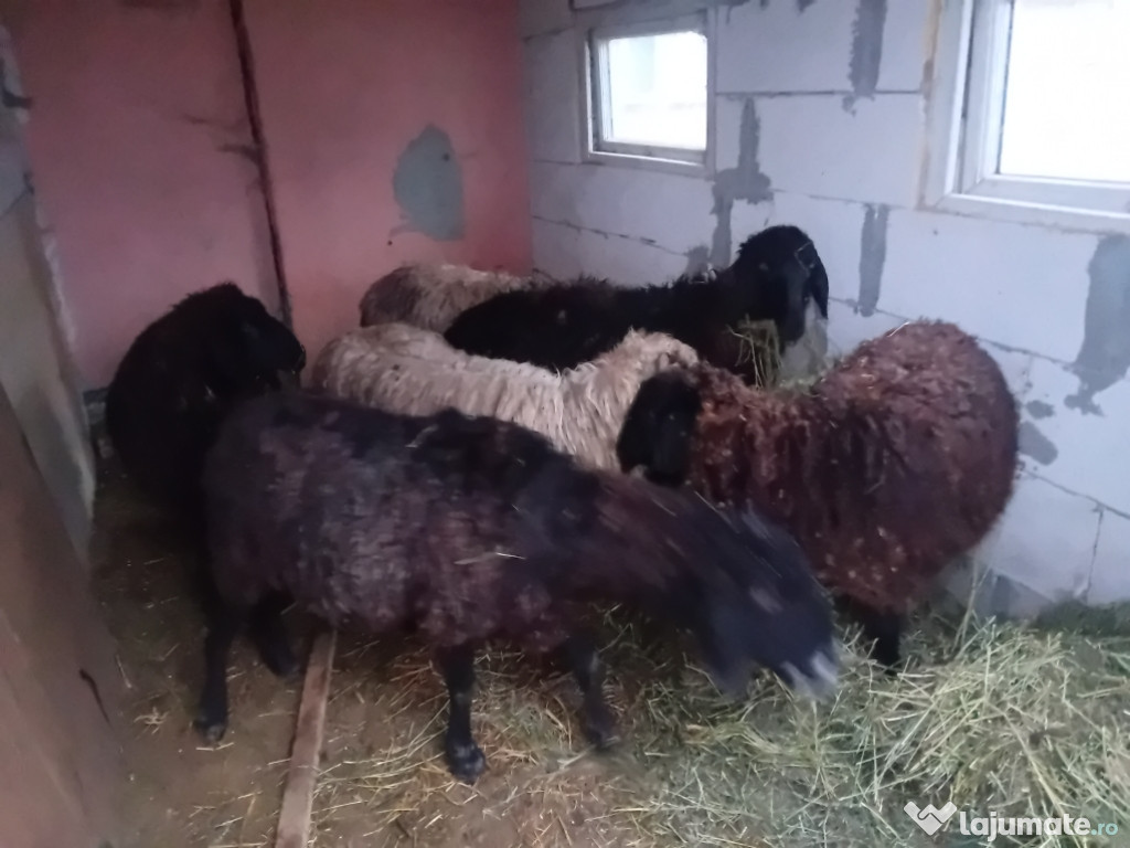 Oi de vanzare tinere