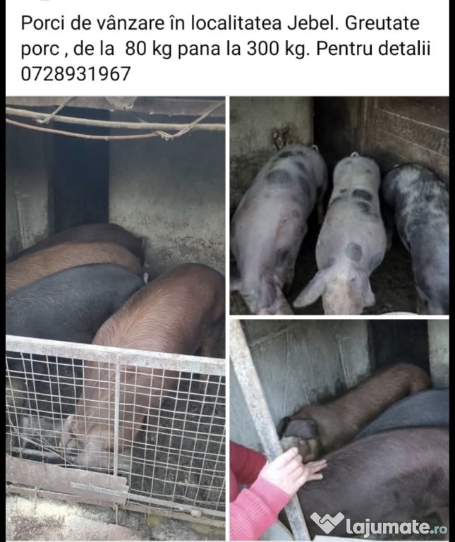 Animale mici de vanzare sau carcasa