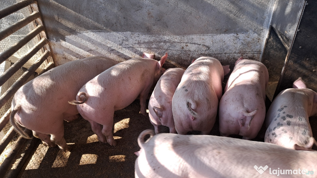 Porci 50/80 kg rasa marele alb cu landras