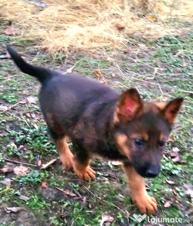 Ciobanesc german linie de lucru