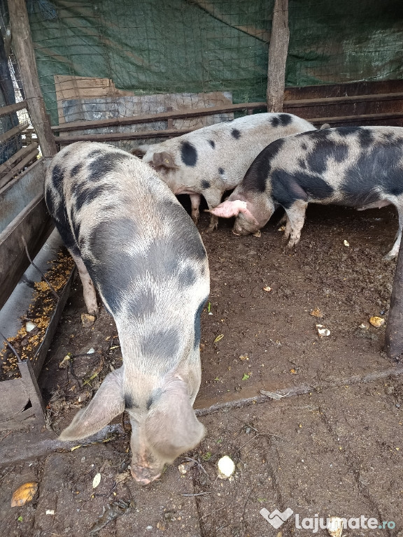 Vând porci crescuți natural