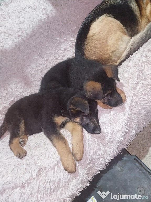 Catelus ciobanesc german foarte istet si sanatos