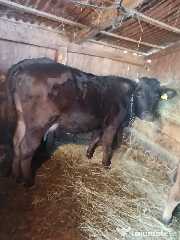 Vând vaca cu vițel