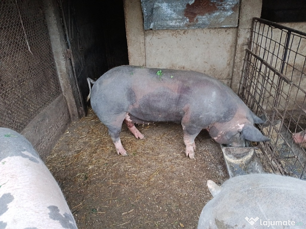Porci de vanzare