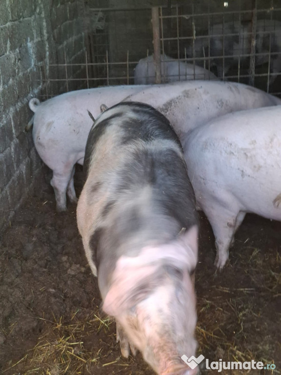 De vânzare pentru Crăciun