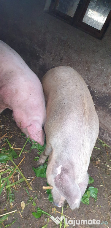 Vând animalele din imagine