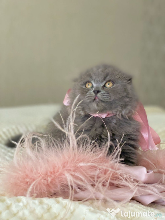 Scottish fold puiuț frumos