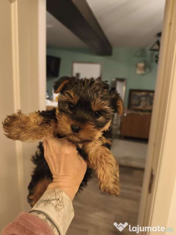 Yorkshire terrier minii toy