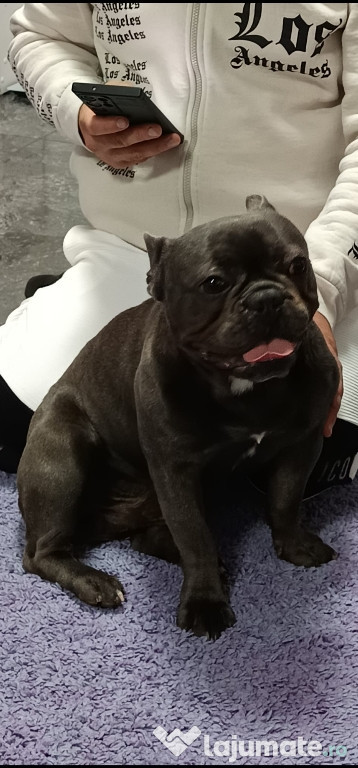 Bulldog Francez în vârstă de 14 luni