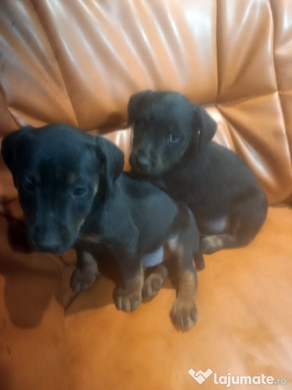 Pui jagdterrier 7 saptamani