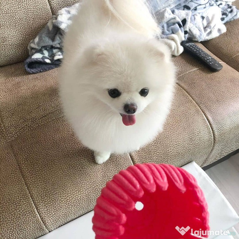 Pomeranian ursulet mini boo