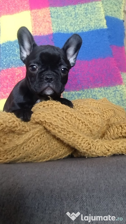 Femelă bulldog francez.