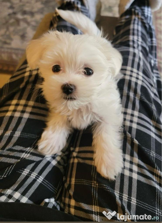 Bichon maltez alb baietel