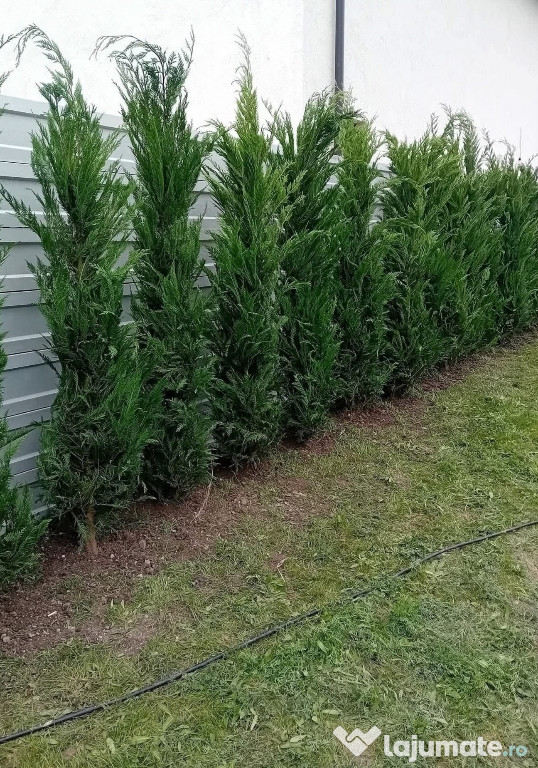 Tuia Leyandi livrare oriunde în țară