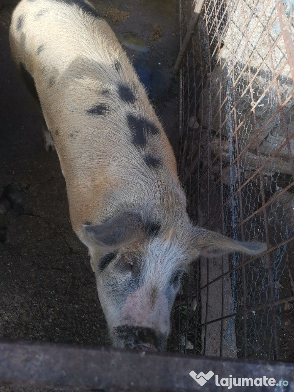 Porc pt masa de Crăciun