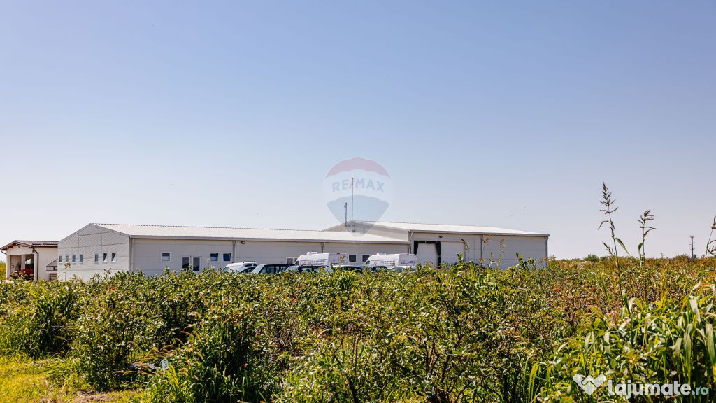 Plantatie de afine la cele mai inalte standarde, de vanzare!