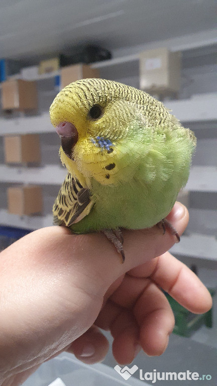 Adulti sau Pui de perusi normali si standard blanzi