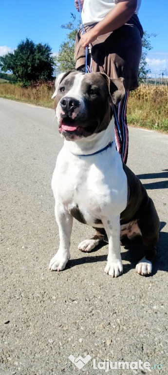 Amstaff cu pedigree pt montă