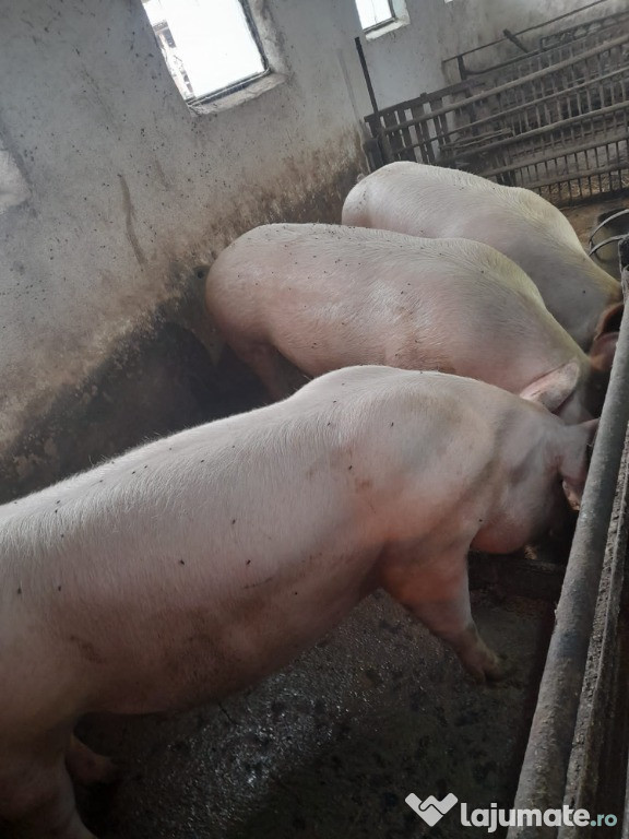 Porci de vanzare